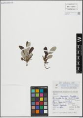 Foto von Salix helvetica Vill.